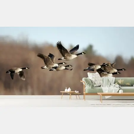Fototapete gänse im flug über herbstliches feuchtgebiet – Pixers®