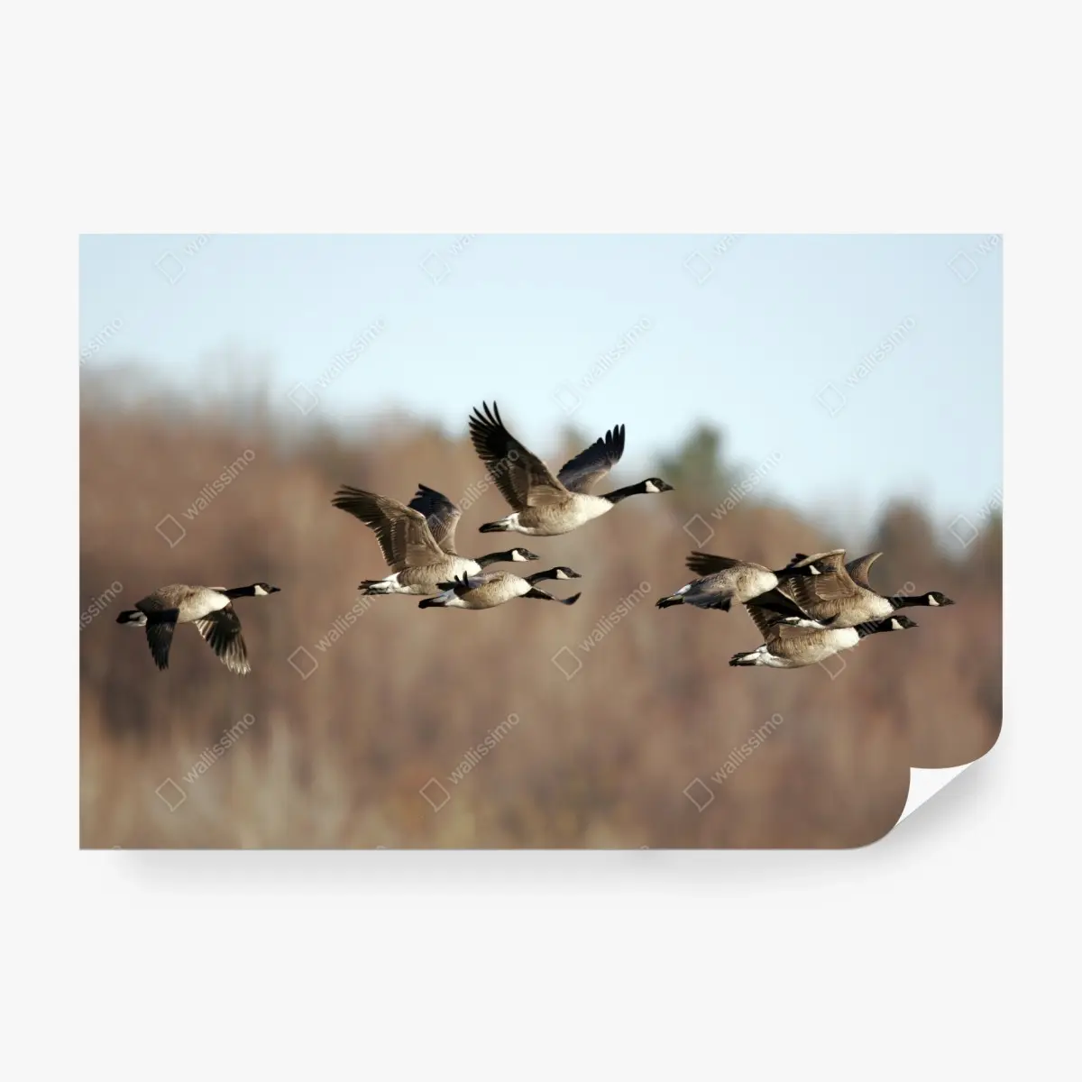 Fototapete gänse im flug über herbstliches feuchtgebiet – Pixers®