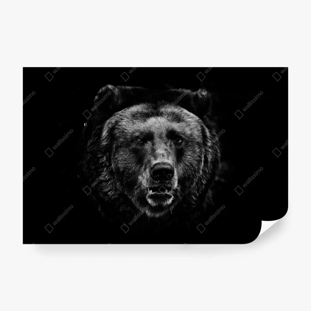Fototapete düsteres grizzly-porträt in monochrom – Pixers®