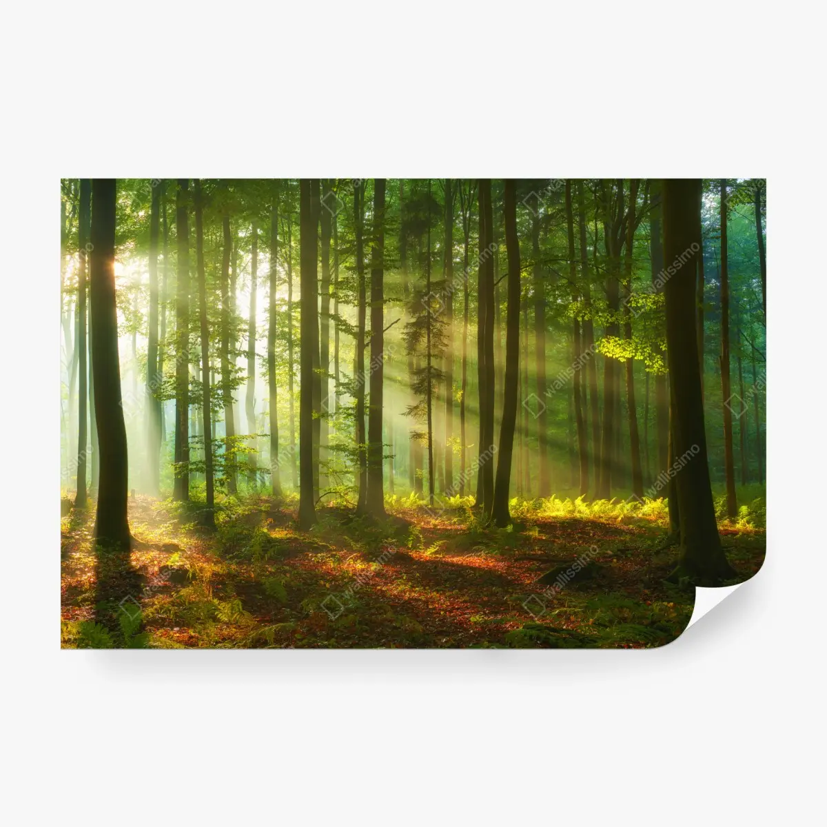 Fototapete morgendliches licht im grünen wald – Pixers®