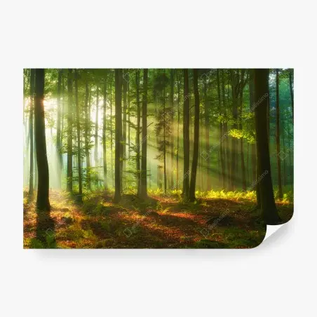 Fototapete morgendliches licht im grünen wald – Pixers®