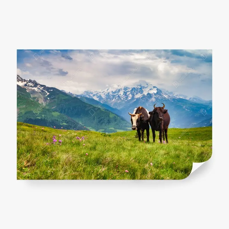 Fototapete alpenwiese mit grastenden kühen