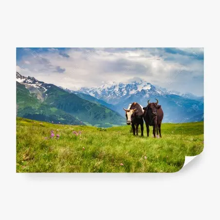Fototapete alpenwiese mit grastenden kühen – Pixers®