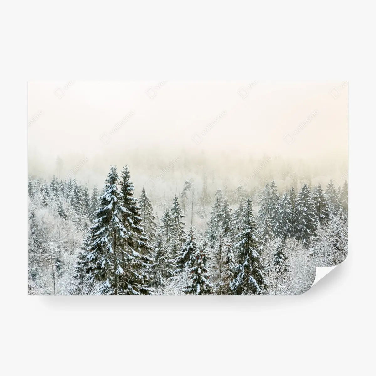 Fototapete verschneiter wald im sanften nebel – Pixers®