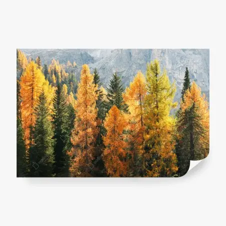 Fototapete goldener herbstlicher lärchenwald – Pixers®