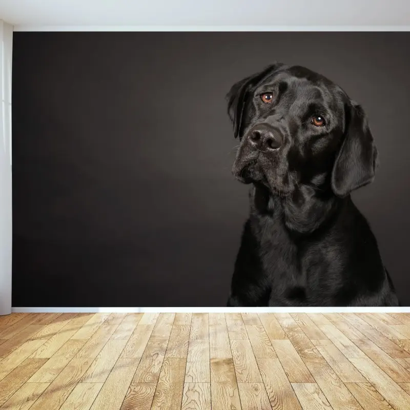 Fototapete studio-porträt eines schwarzen labradors
