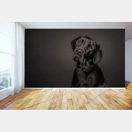 Fototapete studio-porträt eines schwarzen labradors – Pixers®