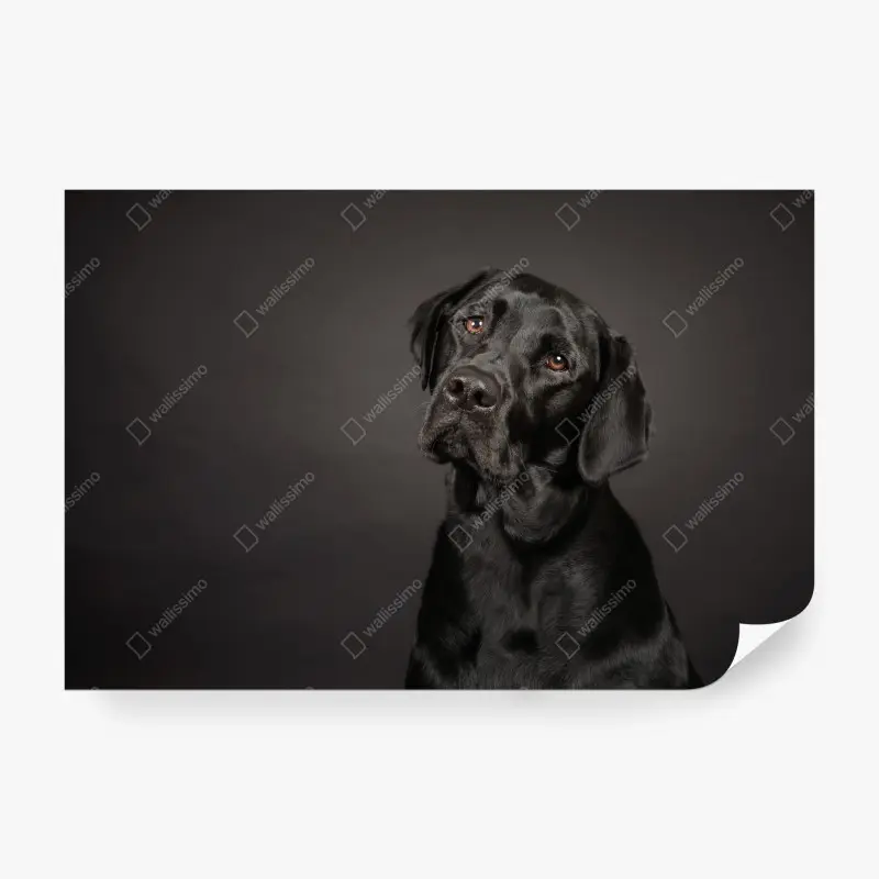 Fototapete studio-porträt eines schwarzen labradors