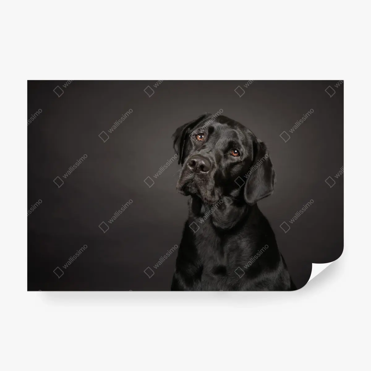 Fototapete studio-porträt eines schwarzen labradors – Pixers®