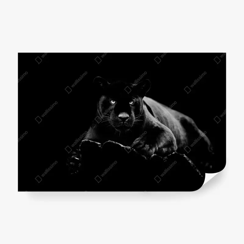Fototapete majestätisches porträt eines schwarzen panthers