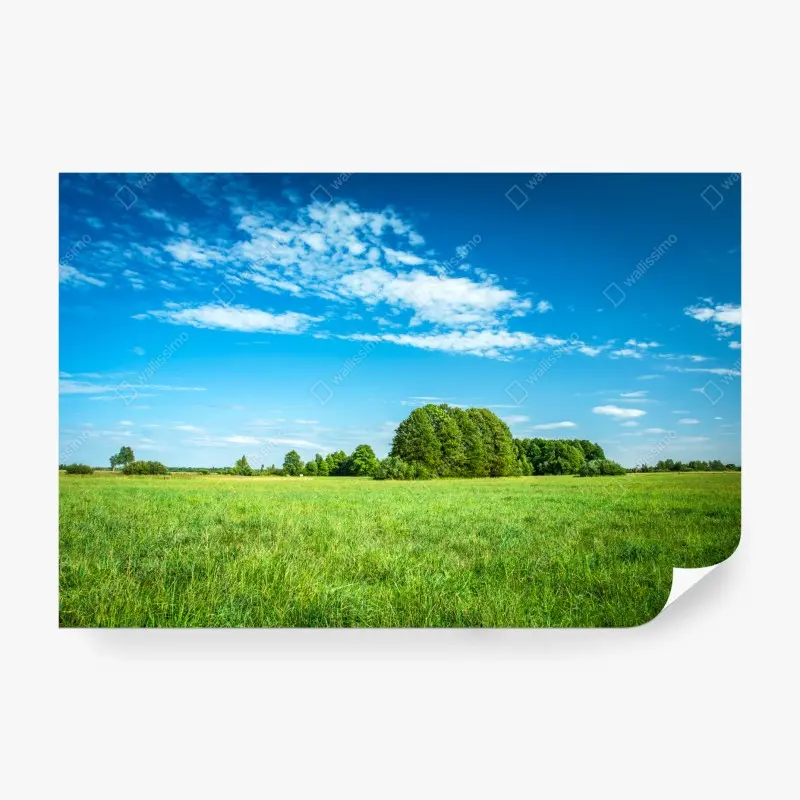Fototapete sonnige grüne wiese unter blauem himmel