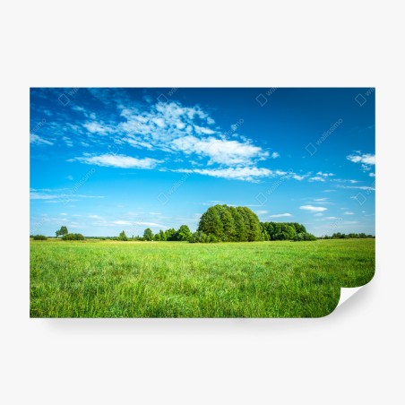 Fototapete sonnige grüne wiese unter blauem himmel – Pixers®