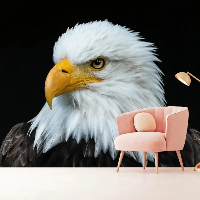 Fototapete majestätisches porträt eines weißkopfseeadlers
