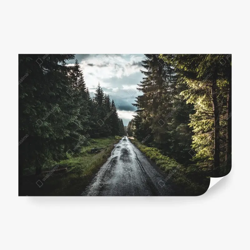 Fototapete waldweg durch neblige kiefern