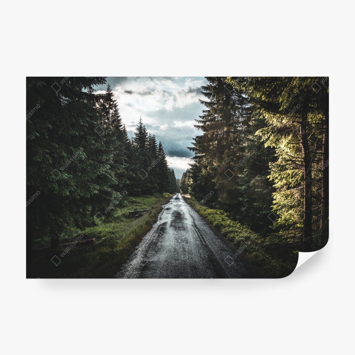 Fototapete waldweg durch neblige kiefern – Pixers®