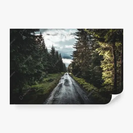 Fototapete waldweg durch neblige kiefern – Pixers®