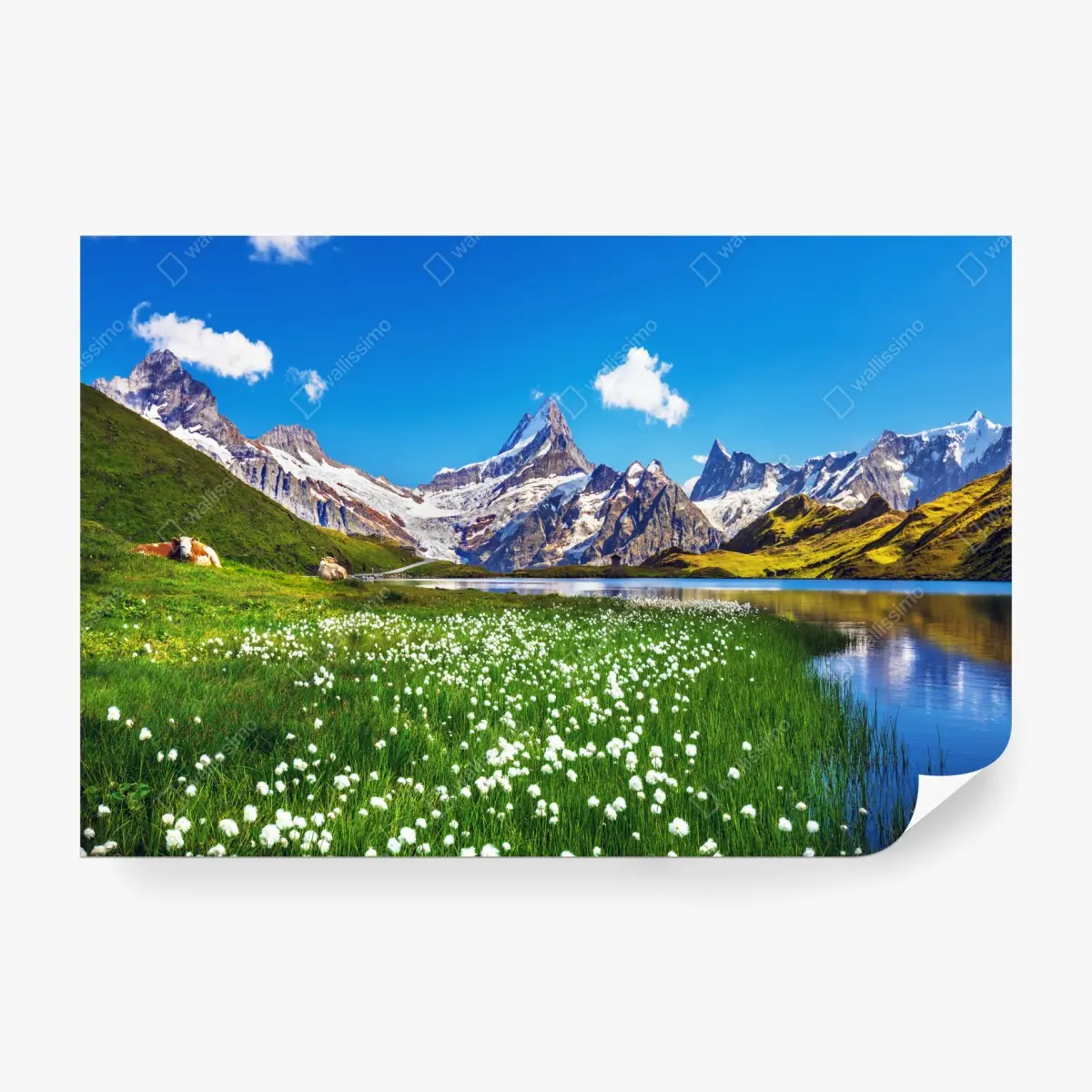 Fototapete alpensee mit blumenwiese und berggipfeln – Pixers®