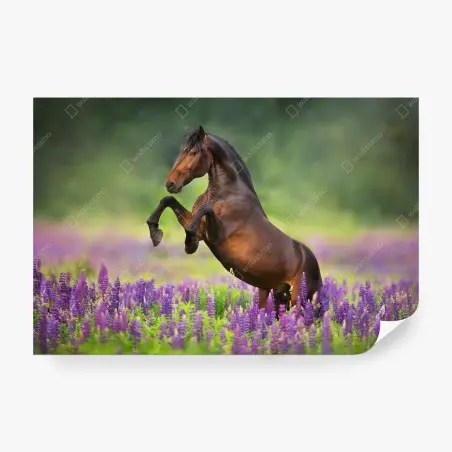 Fototapete brauner hengst bäumt sich in lupinenwiese auf – Pixers®