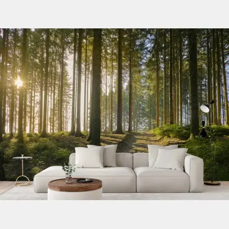 Fototapete sonniger waldweg im morgenlicht – Pixers®
