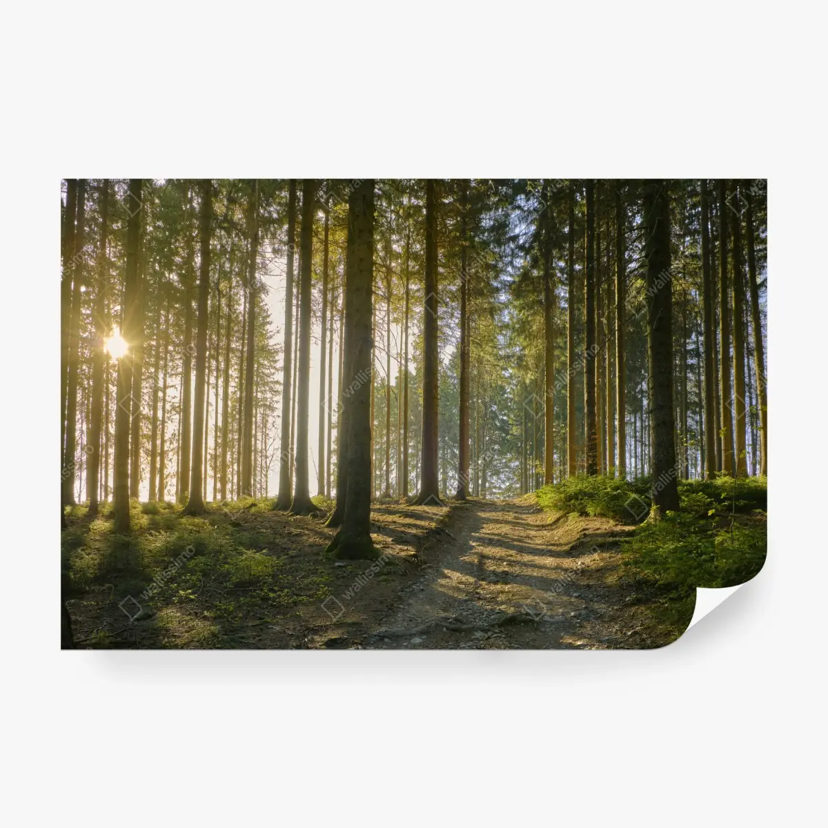 Fototapete sonniger waldweg im morgenlicht – Pixers®