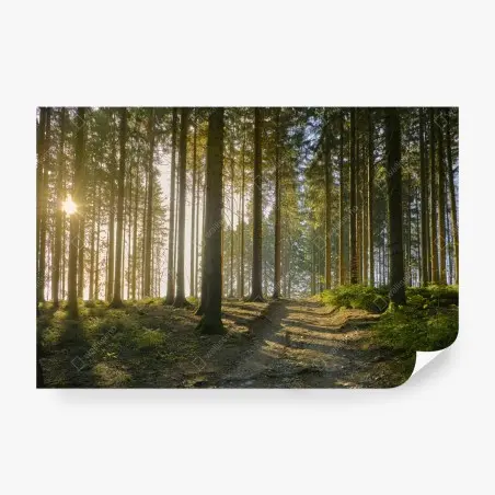 Fototapete sonniger waldweg im morgenlicht – Pixers®