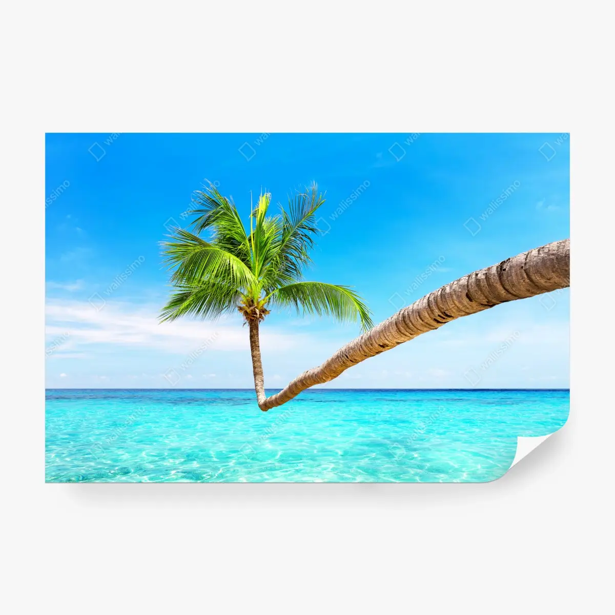 Fototapete tropische palme in Punta Cana – Pixers®
