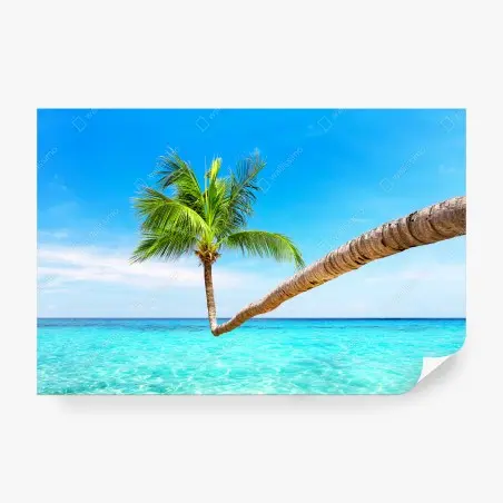 Fototapete tropische palme in Punta Cana – Pixers®