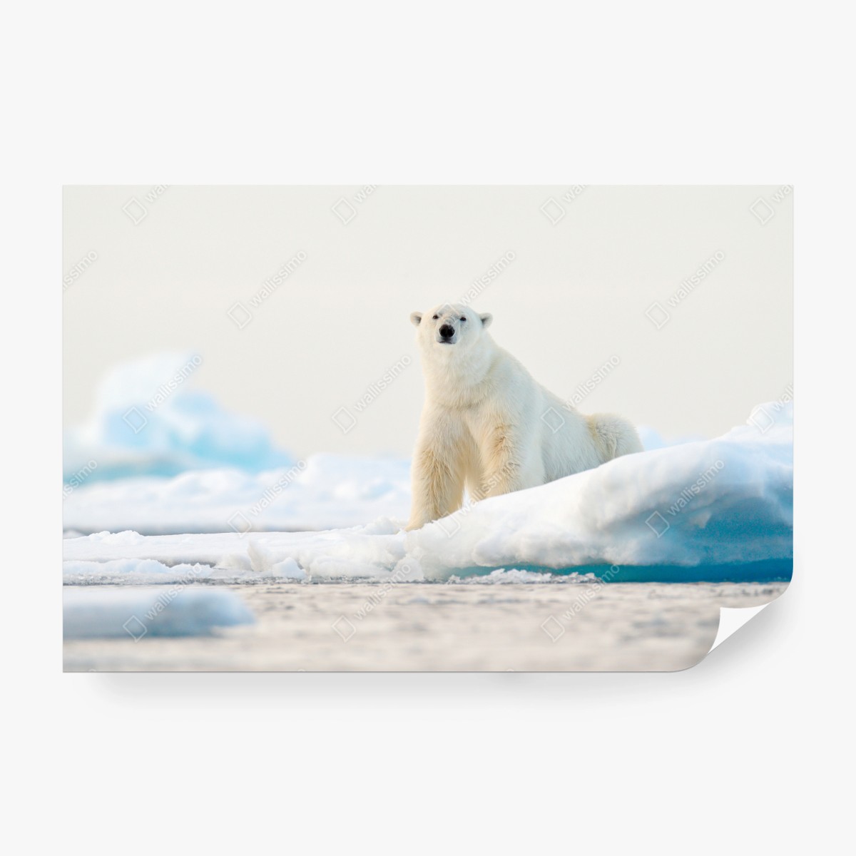 Fototapete eisbär auf eis in der Arktis, Svalbard – Pixers®