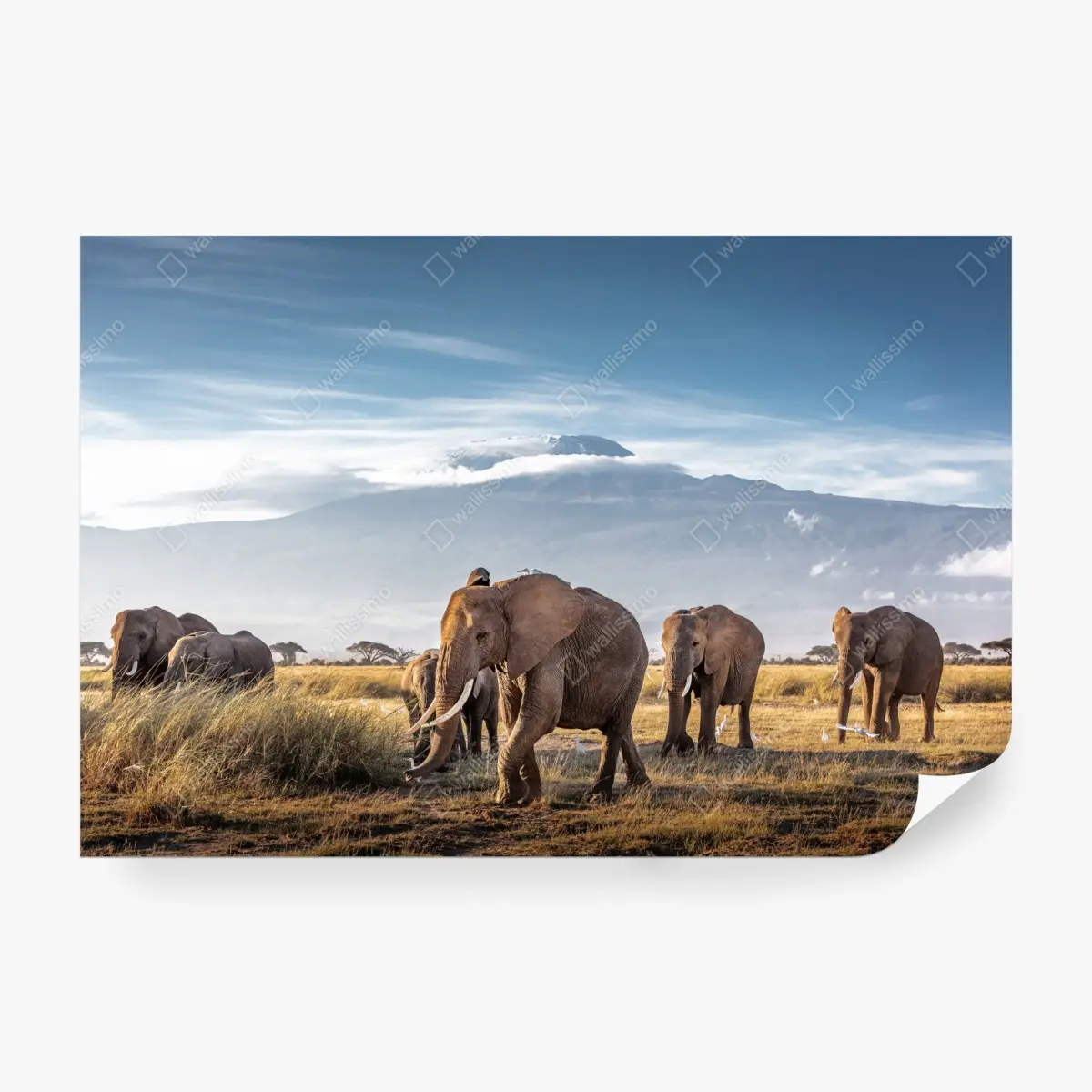 Fototapete elefantenherde vor Kilimandscharo – Pixers®