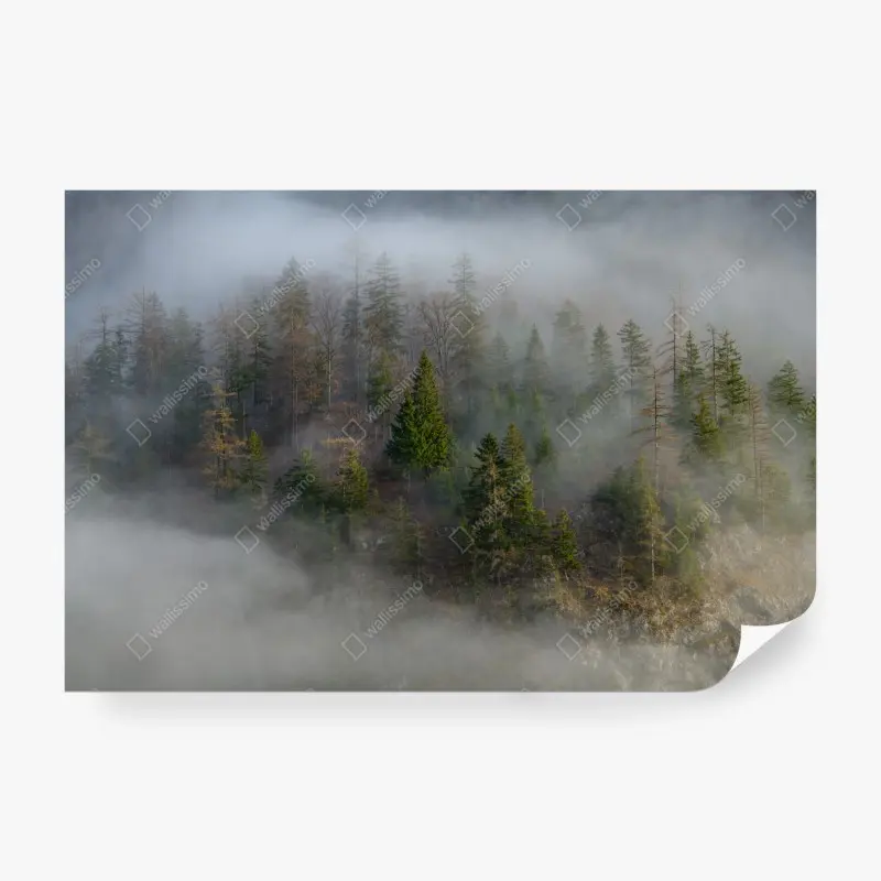 Fototapete nebliger bergwald