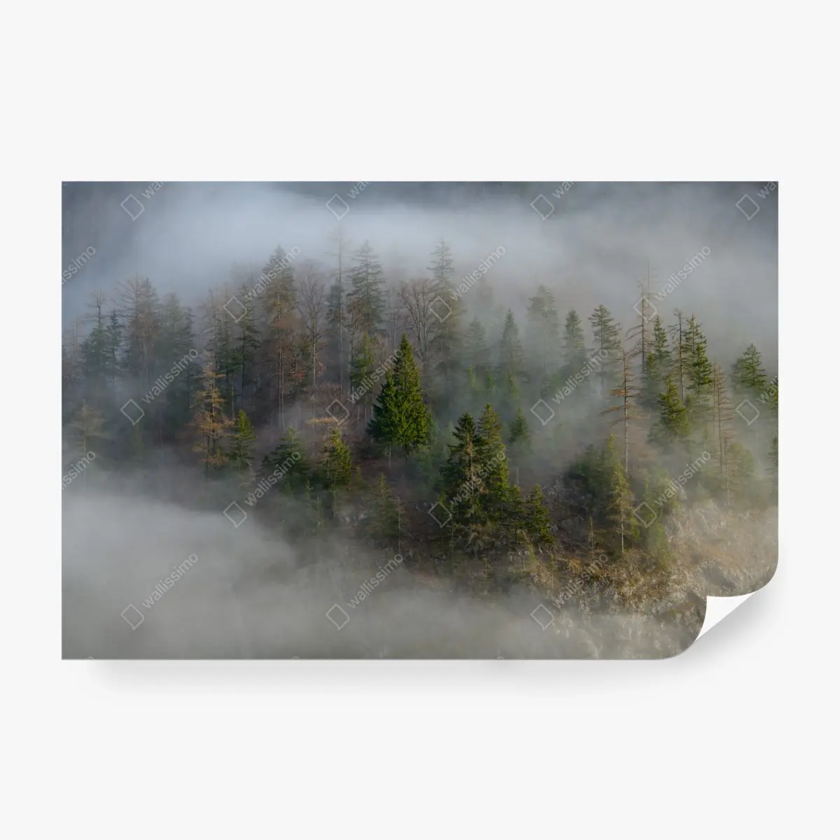 Fototapete nebliger bergwald – Pixers®