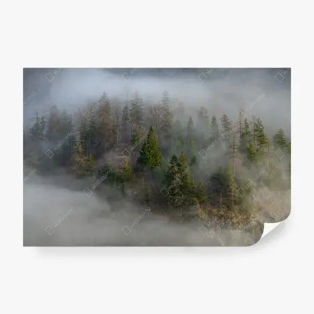 Fototapete nebliger bergwald – Pixers®