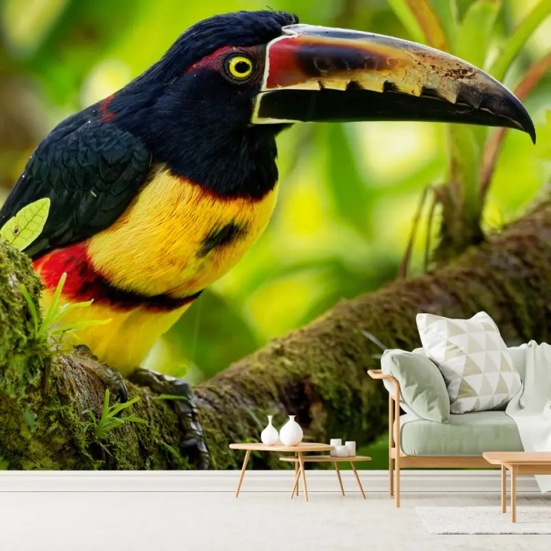 Fototapete leuchtender aracari-tukan im tropischen dschungel