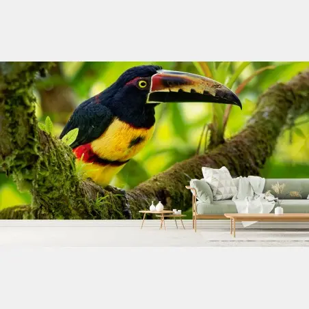 Fototapete leuchtender aracari-tukan im tropischen dschungel – Pixers®