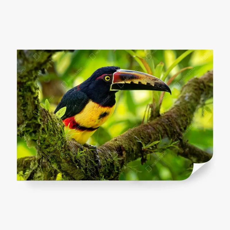 Fototapete leuchtender aracari-tukan im tropischen dschungel