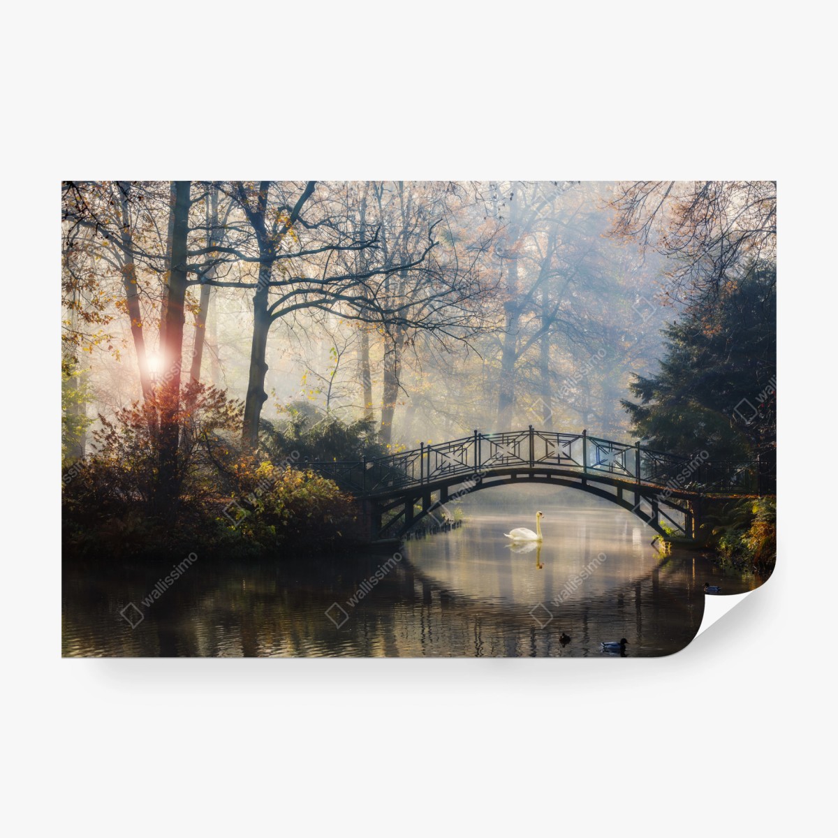 Fototapete neblige herbstbrücke mit schwan – Pixers®