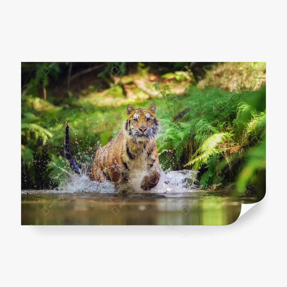 Fototapete majestätischer tiger im waldbach – Pixers®