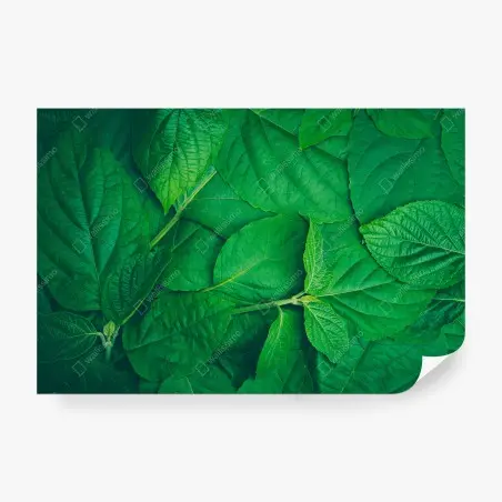 Fototapete saftige grüne blätter – Pixers®