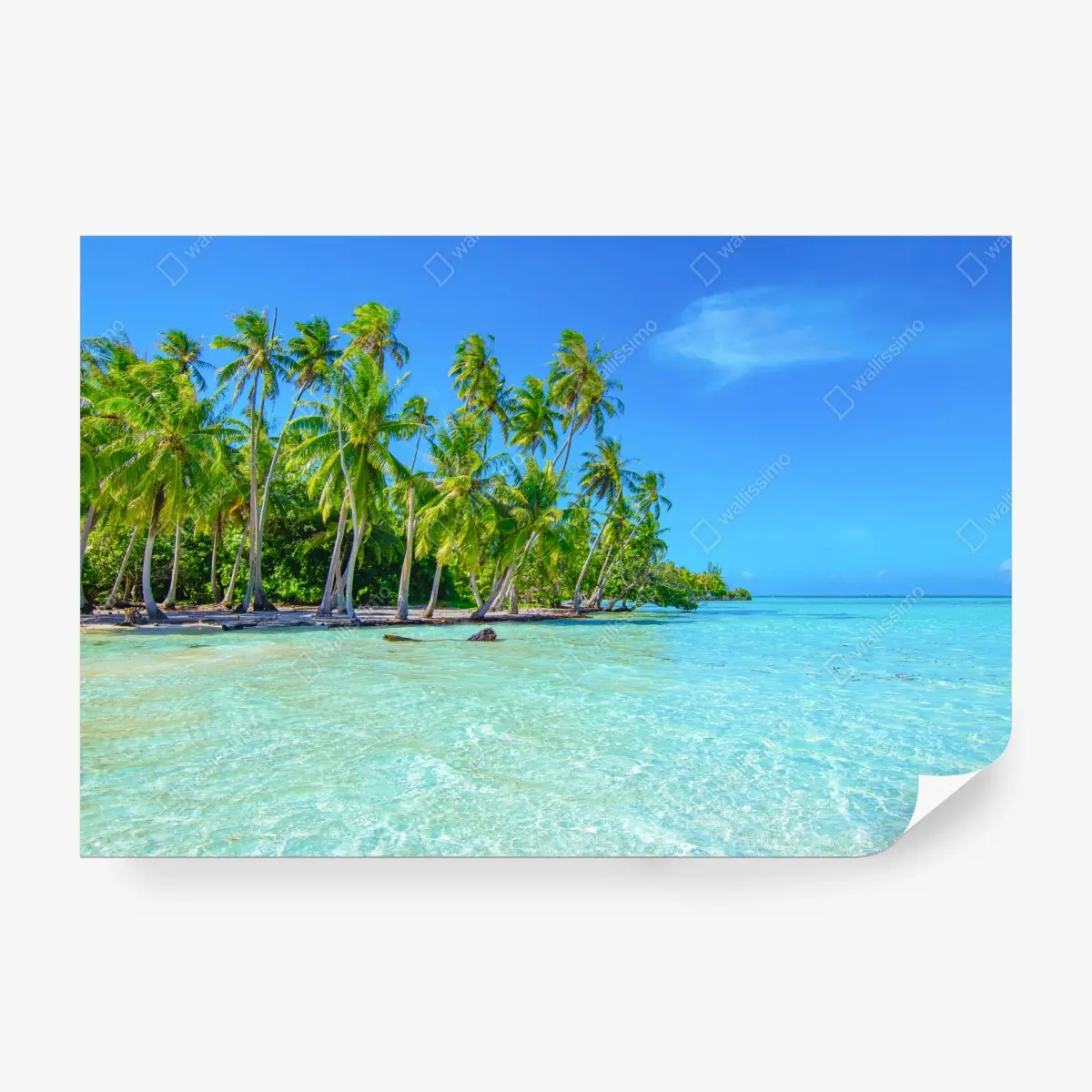 Fototapete tropischer palmenstrand – Pixers®