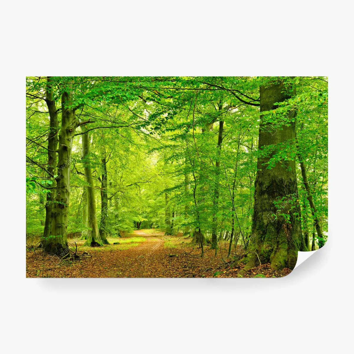 Fototapete ruhiger grüner waldpfad – Pixers®