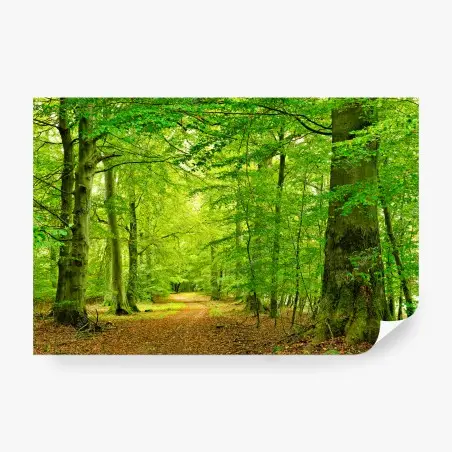Fototapete ruhiger grüner waldpfad – Pixers®