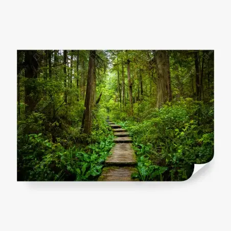 Fototapete ruhiger waldsteg – Pixers®