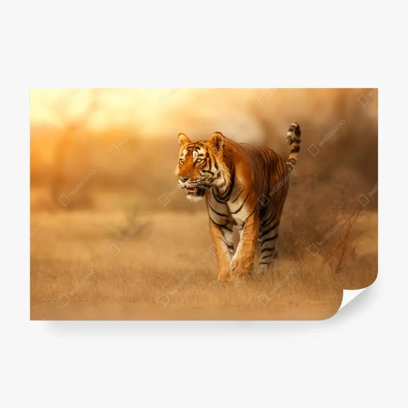 Fototapete majestätischer tiger im goldenen licht