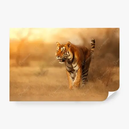Fototapete majestätischer tiger im goldenen licht – Pixers®