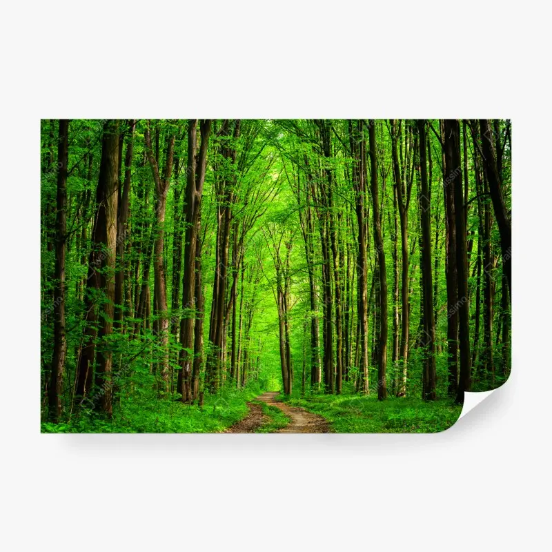Fototapete üppiger grüner waldweg