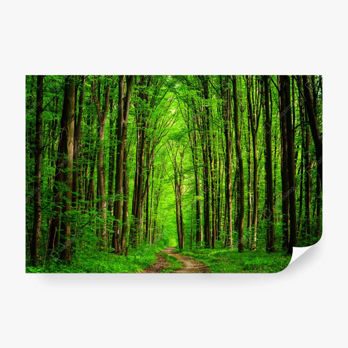 Fototapete üppiger grüner waldweg – Pixers®