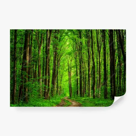 Fototapete üppiger grüner waldweg – Pixers®