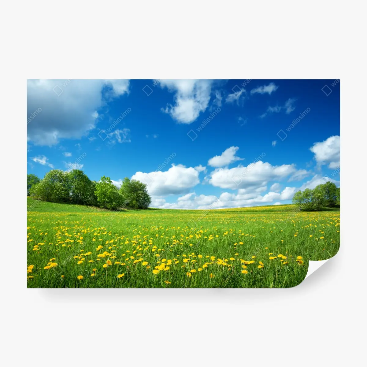 Fototapete sonnige wiese mit löwenzahn und blauem himmel – Pixers®