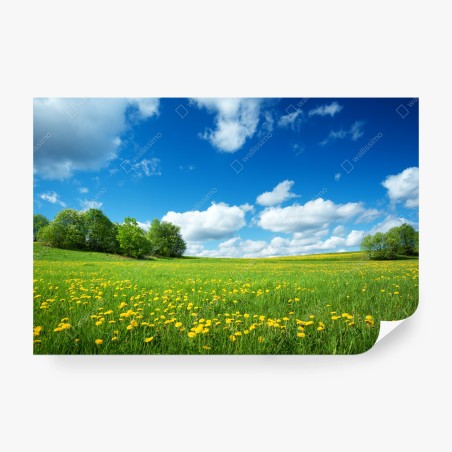 Fototapete sonnige wiese mit löwenzahn und blauem himmel – Pixers®