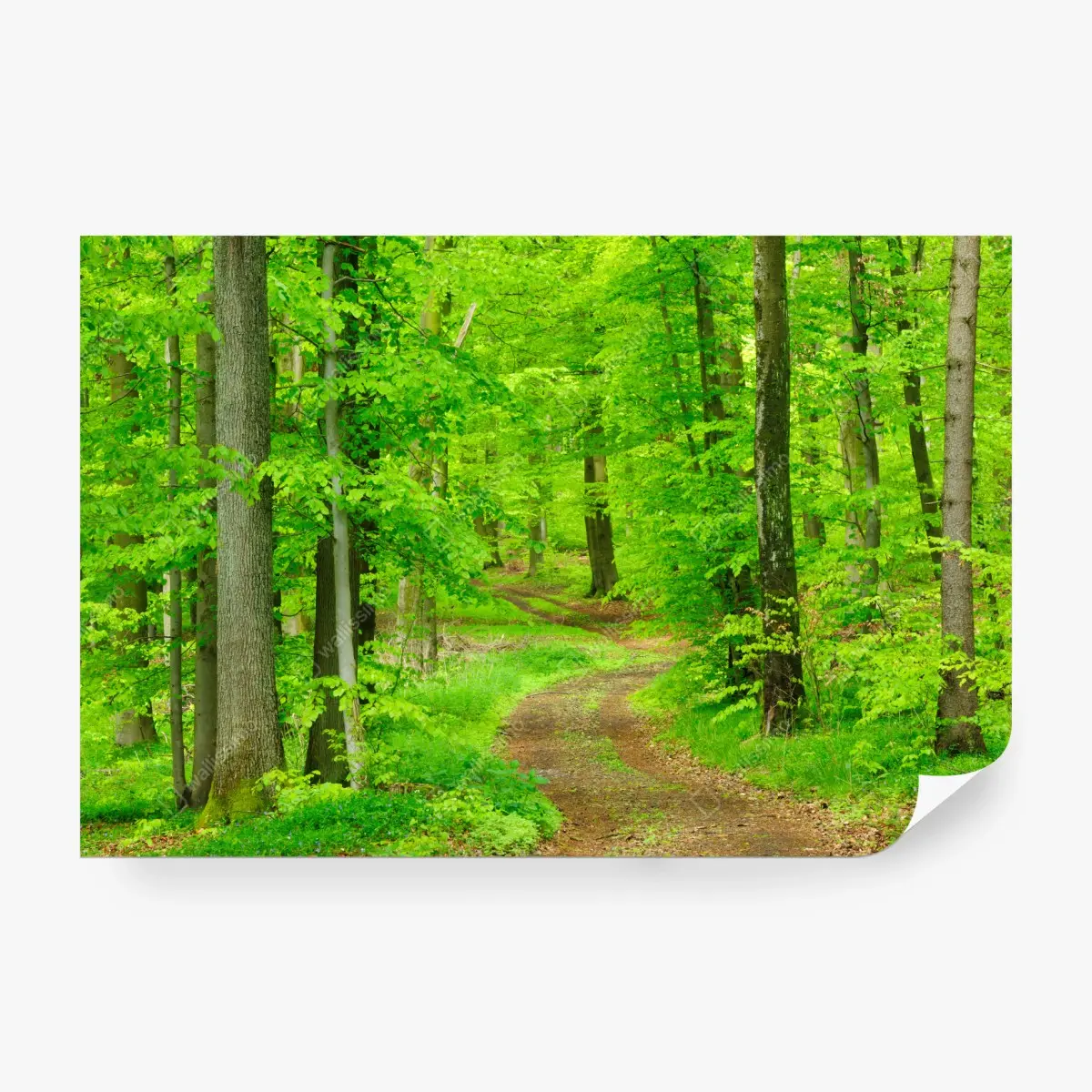 Fototapete ruhiger waldweg im frühling – Pixers®